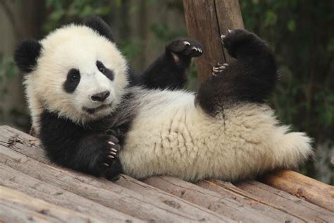 panda hakkında ilginç bilgiler